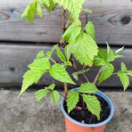 Malina červená veľkoplodá (Rubus idaeus) ´MEEKER´ - výška 30-40 cm, kont. C1,5L